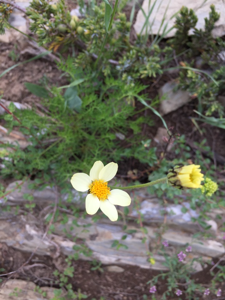 Tanacetum zahlbruckneri