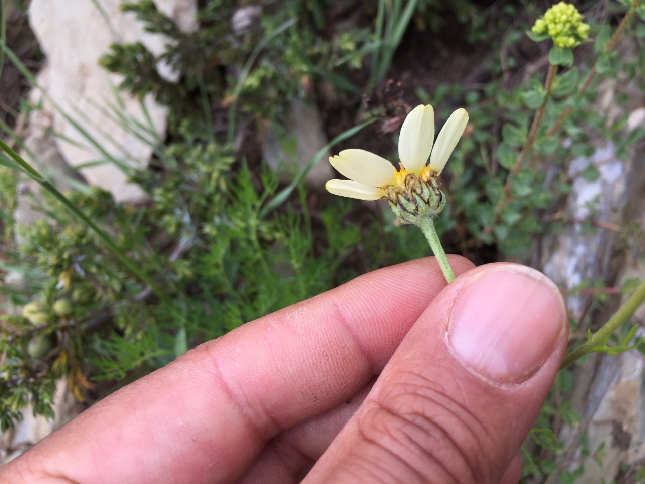 Tanacetum zahlbruckneri