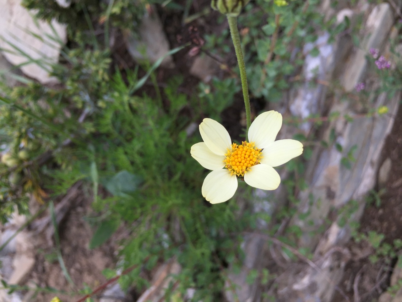 Tanacetum zahlbruckneri