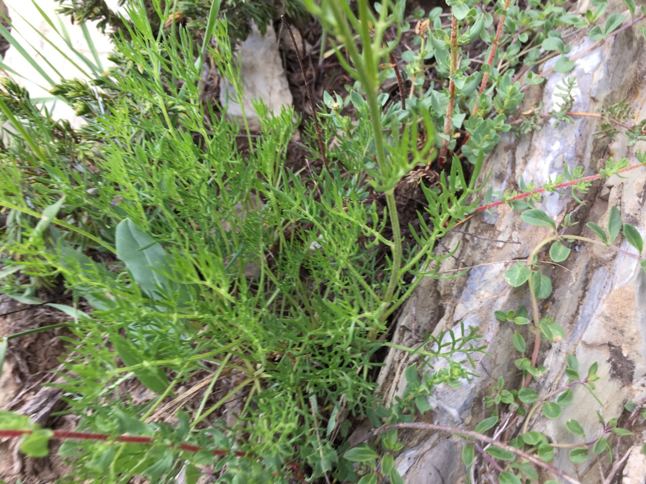 Tanacetum zahlbruckneri
