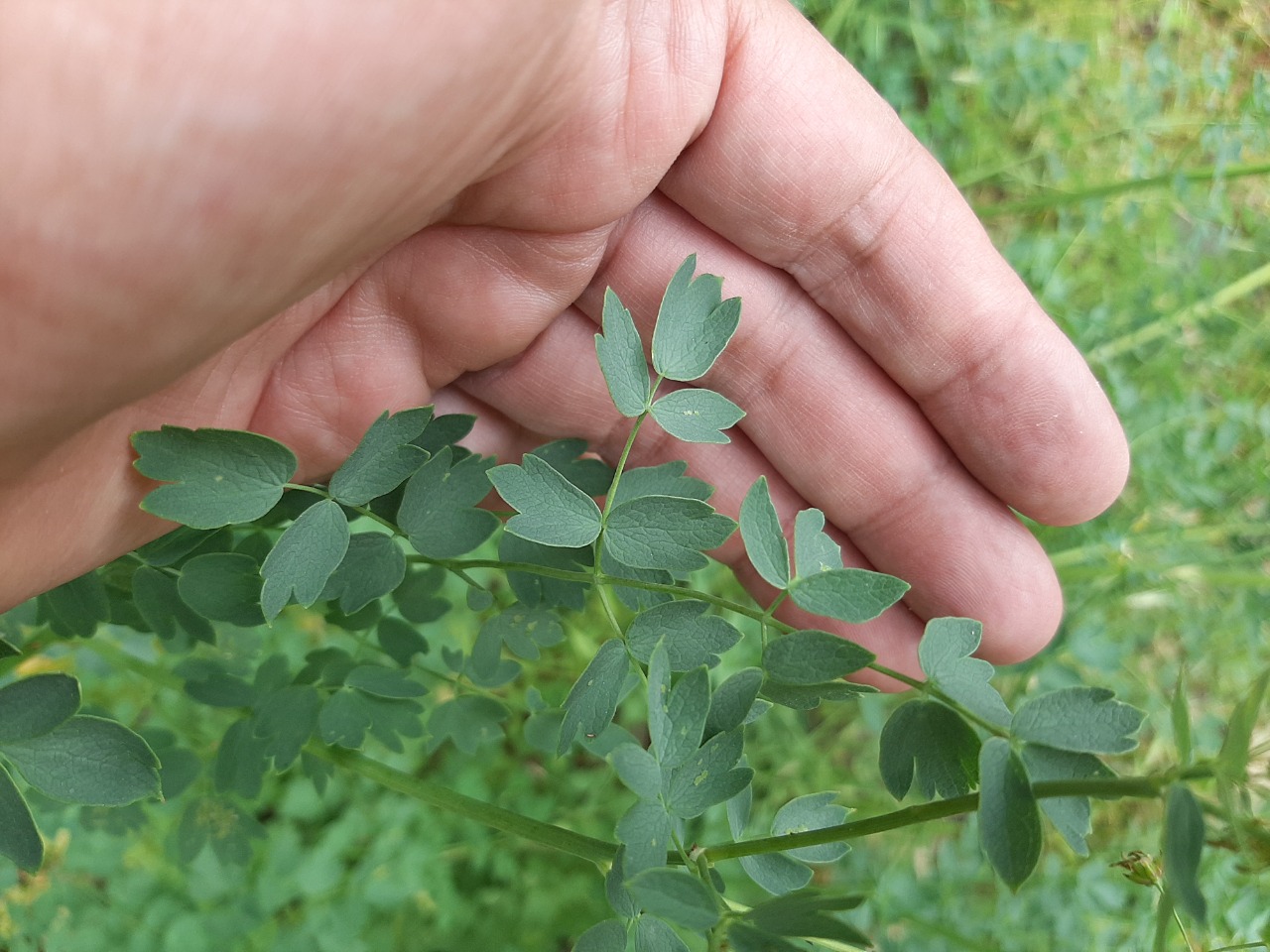 Thalictrum minus