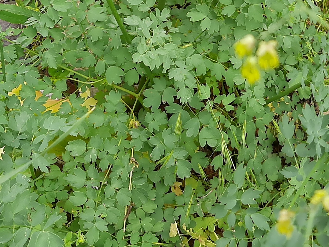 Thalictrum minus