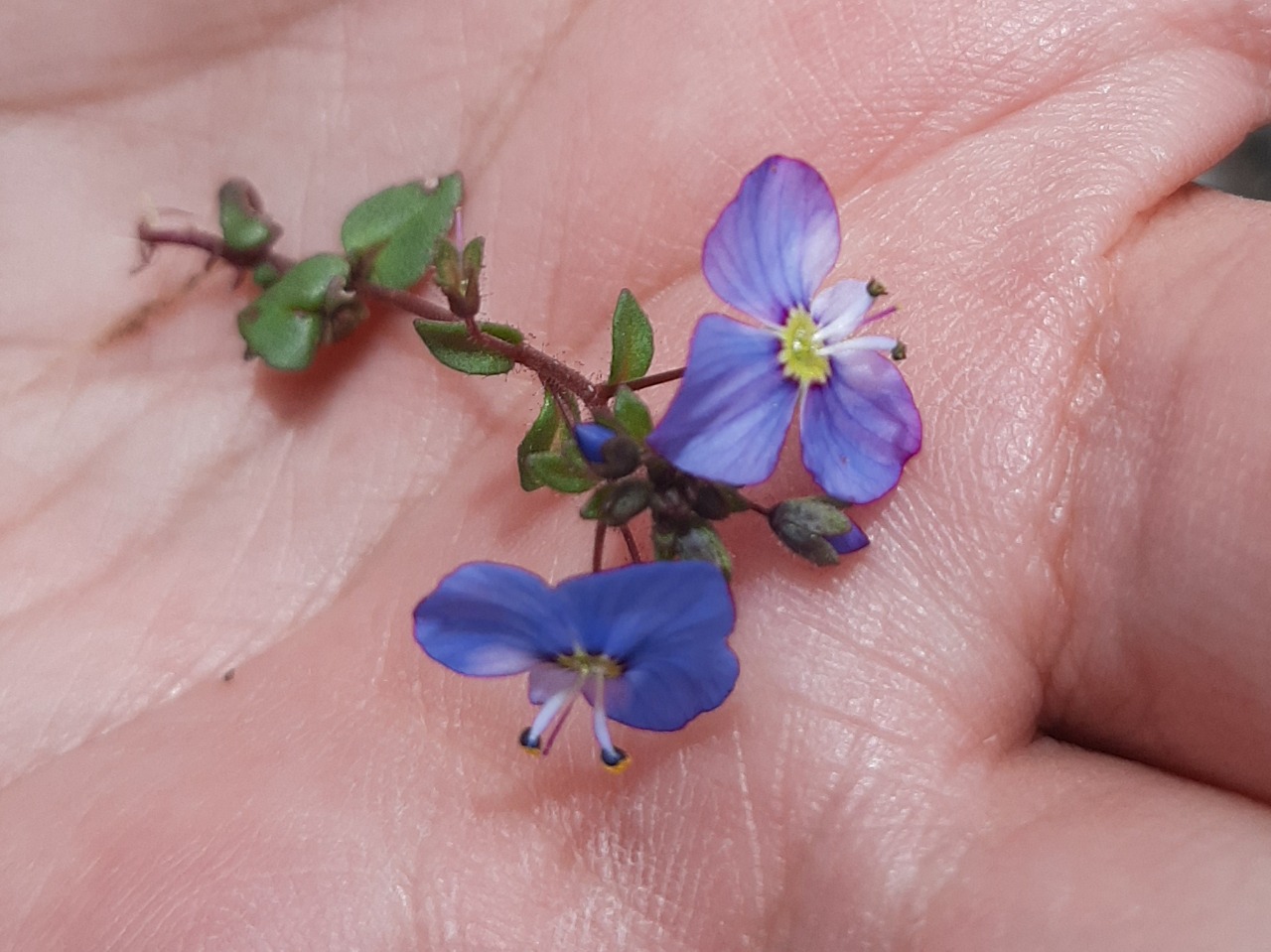 Veronica syriaca