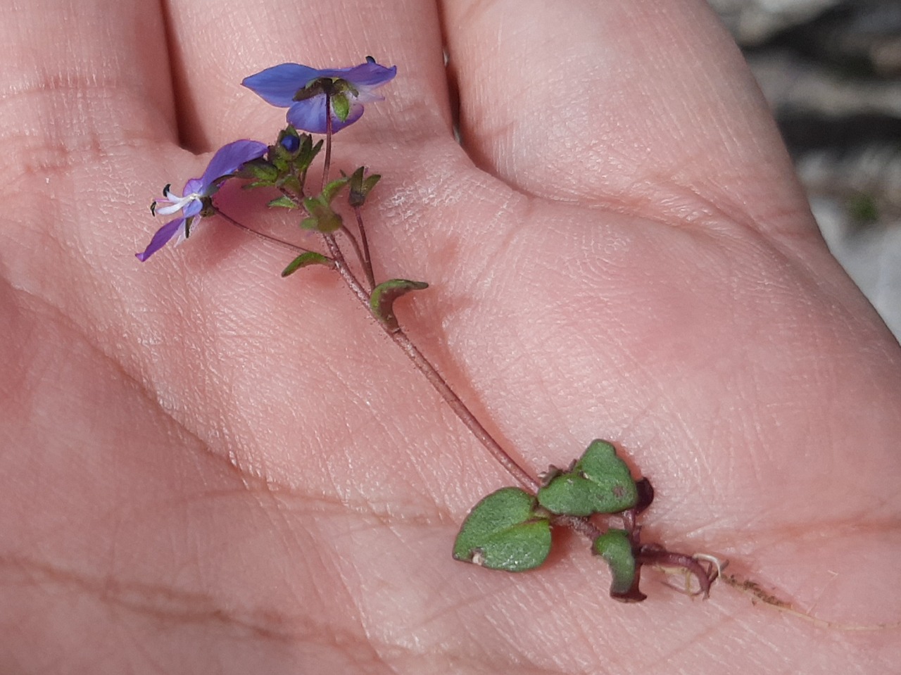 Veronica syriaca