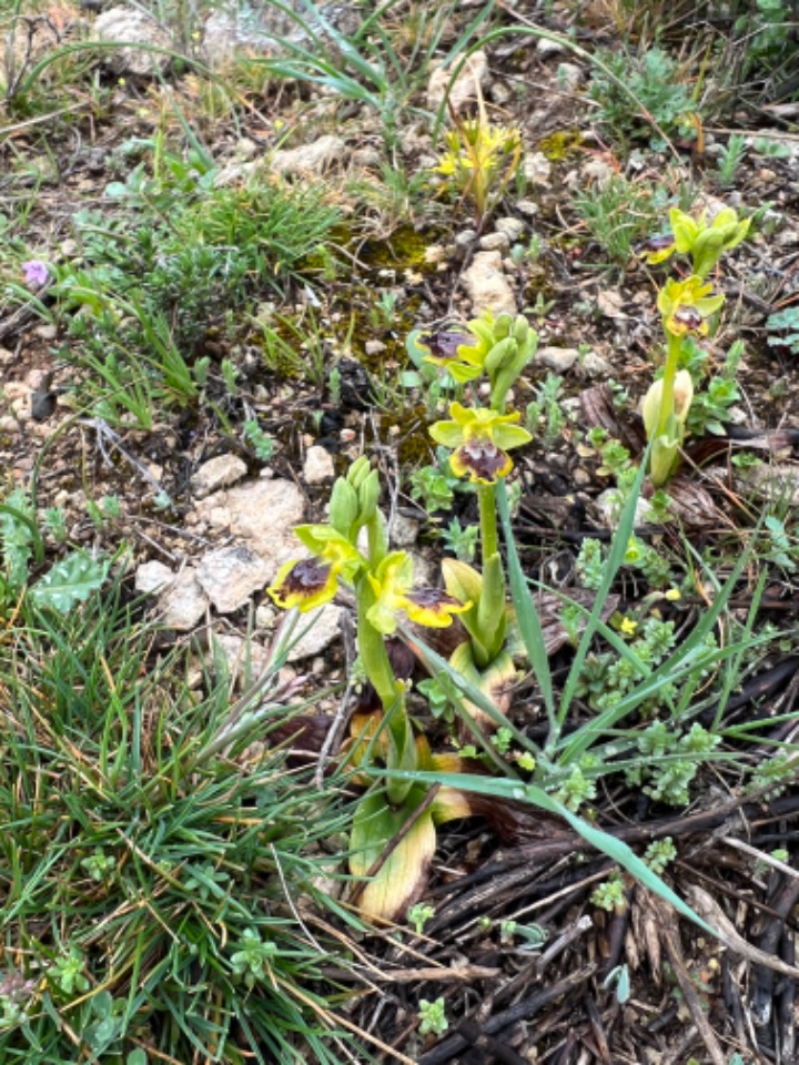 Ophrys lutea