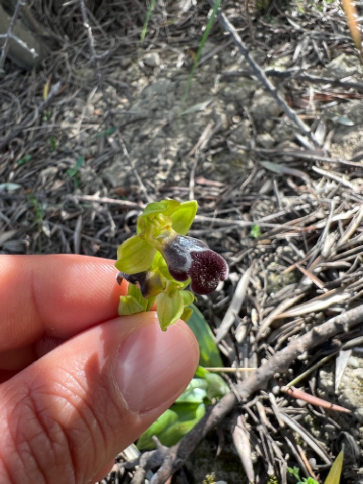 Ophrys omegaifera