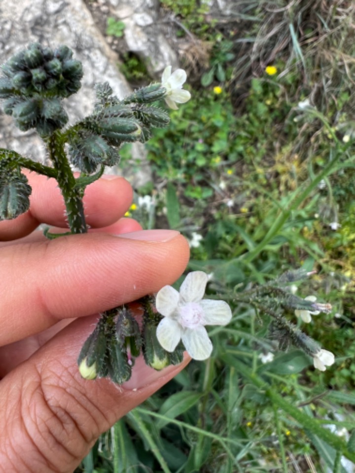 Anchusa strigosa