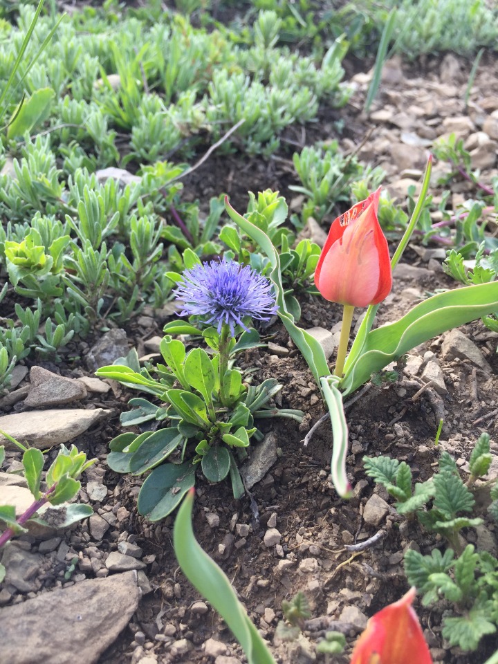 Tulipa armena