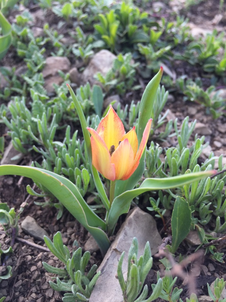 Tulipa armena