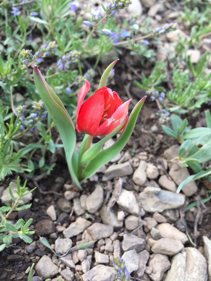 Tulipa armena