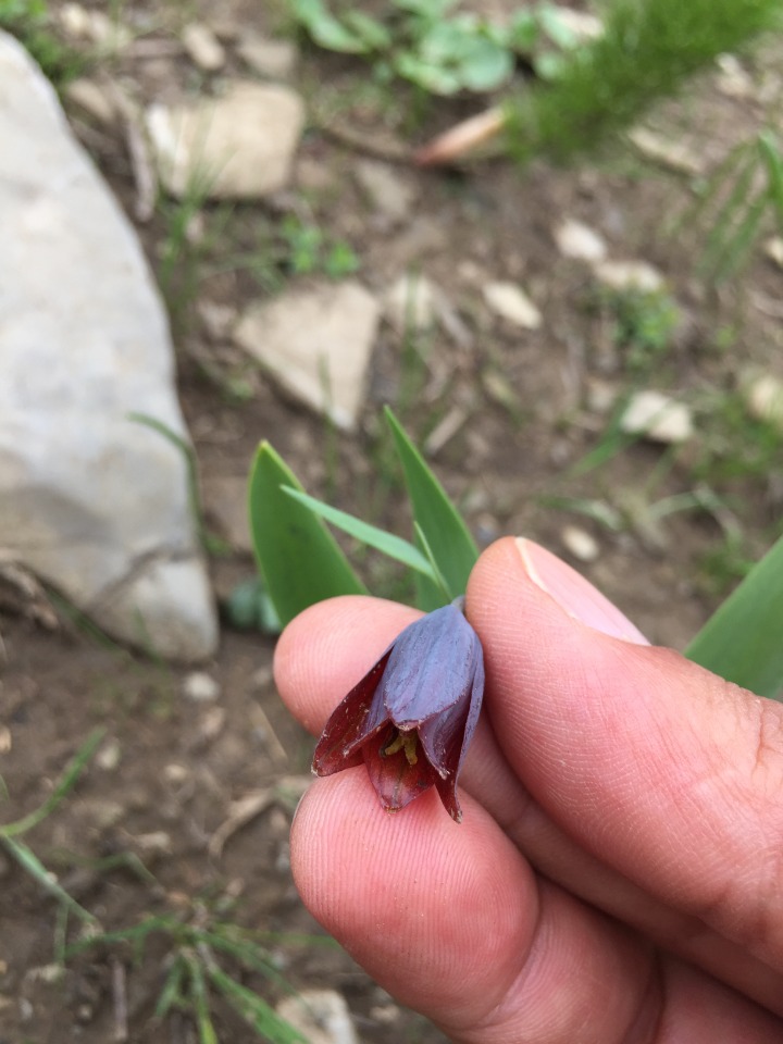 Fritillaria caucasica