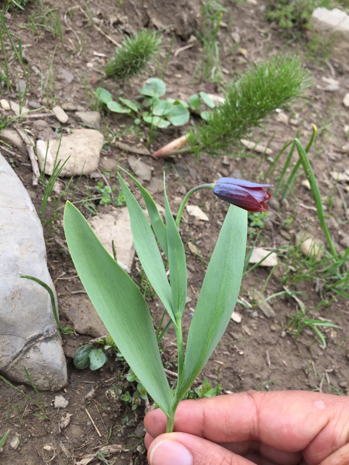 Fritillaria caucasica