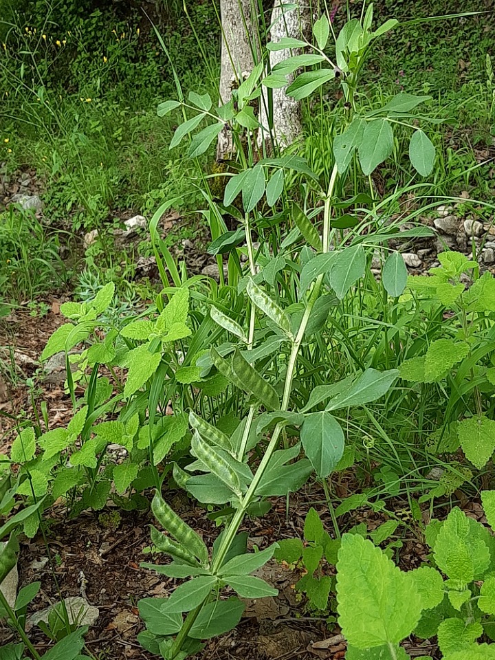 Vicia faba