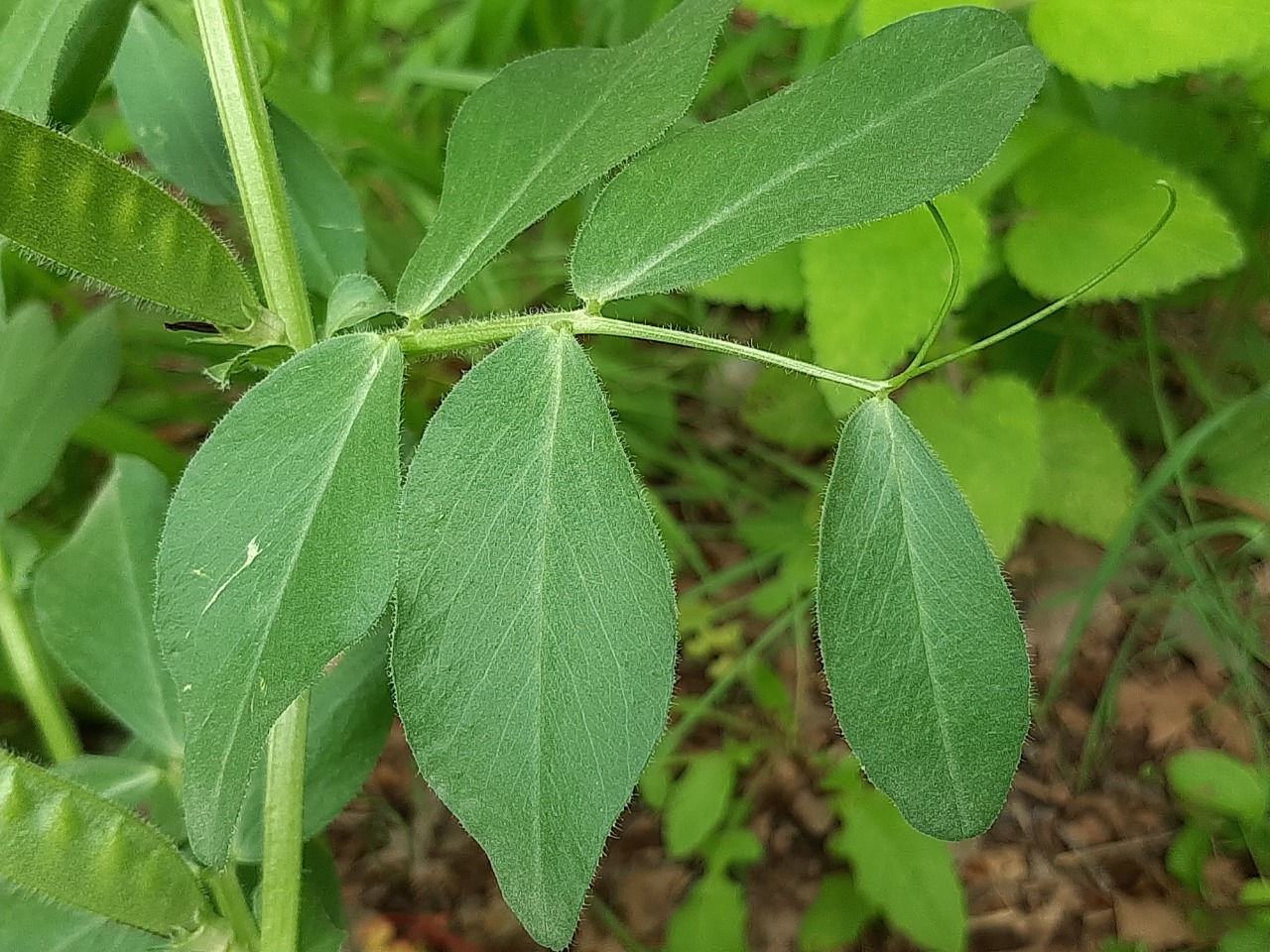 Vicia faba