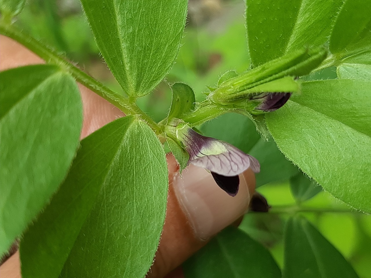 Vicia faba