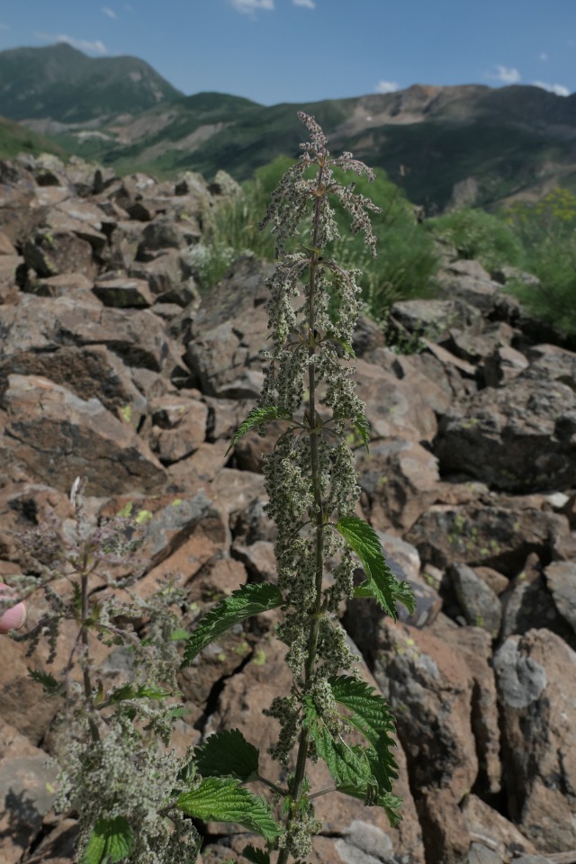 Urtica dioica