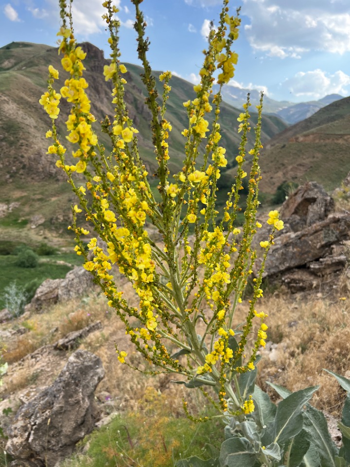 Verbascum songaricum