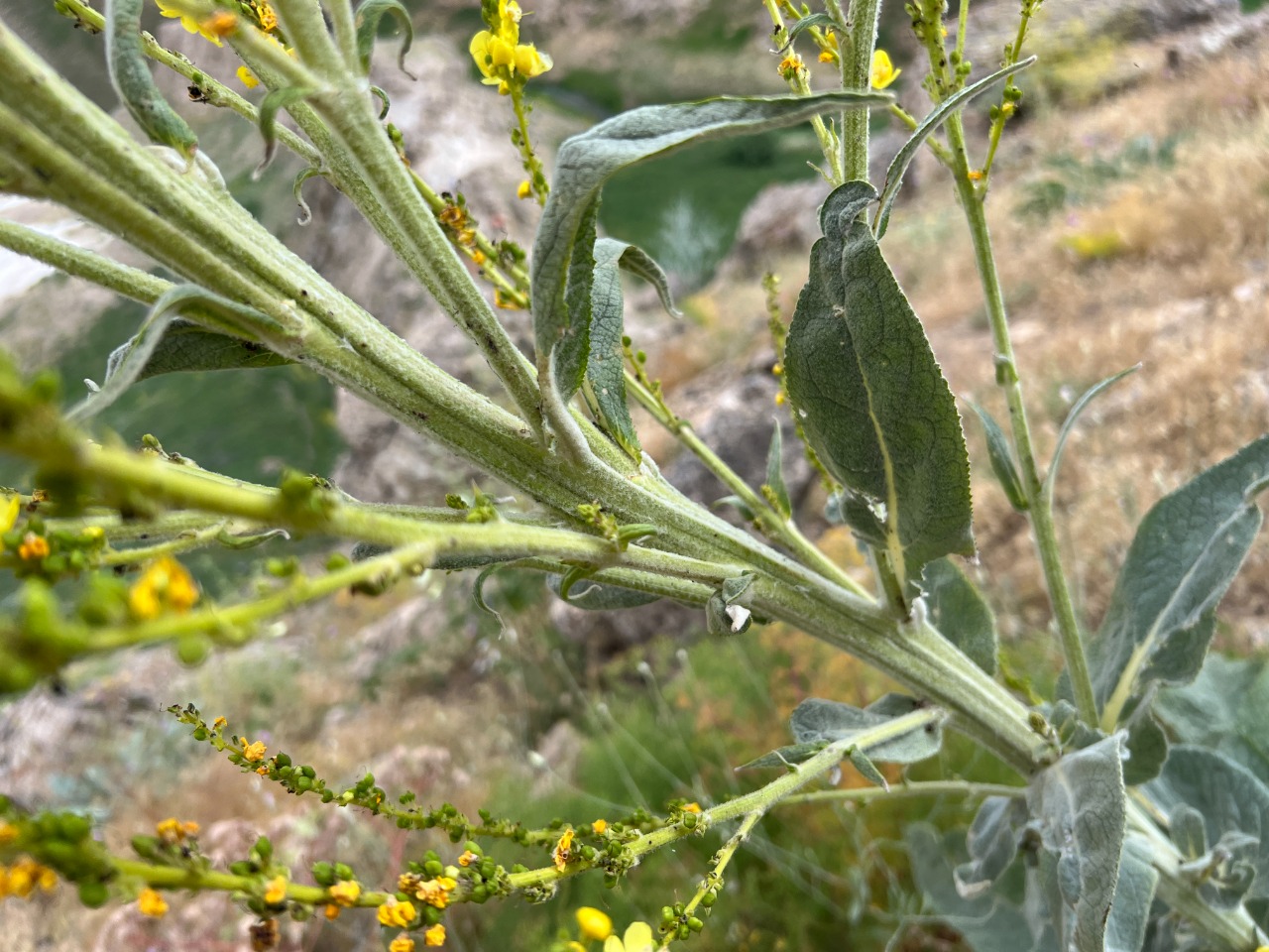 Verbascum songaricum