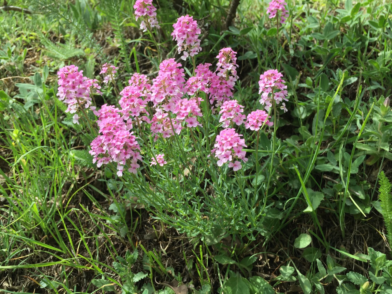 Aethionema grandiflorum