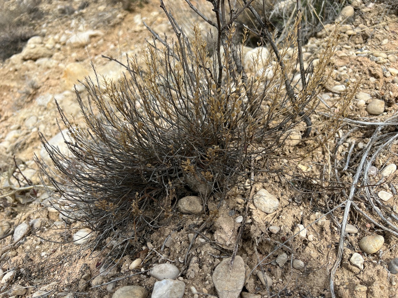 Aethionema grandiflorum