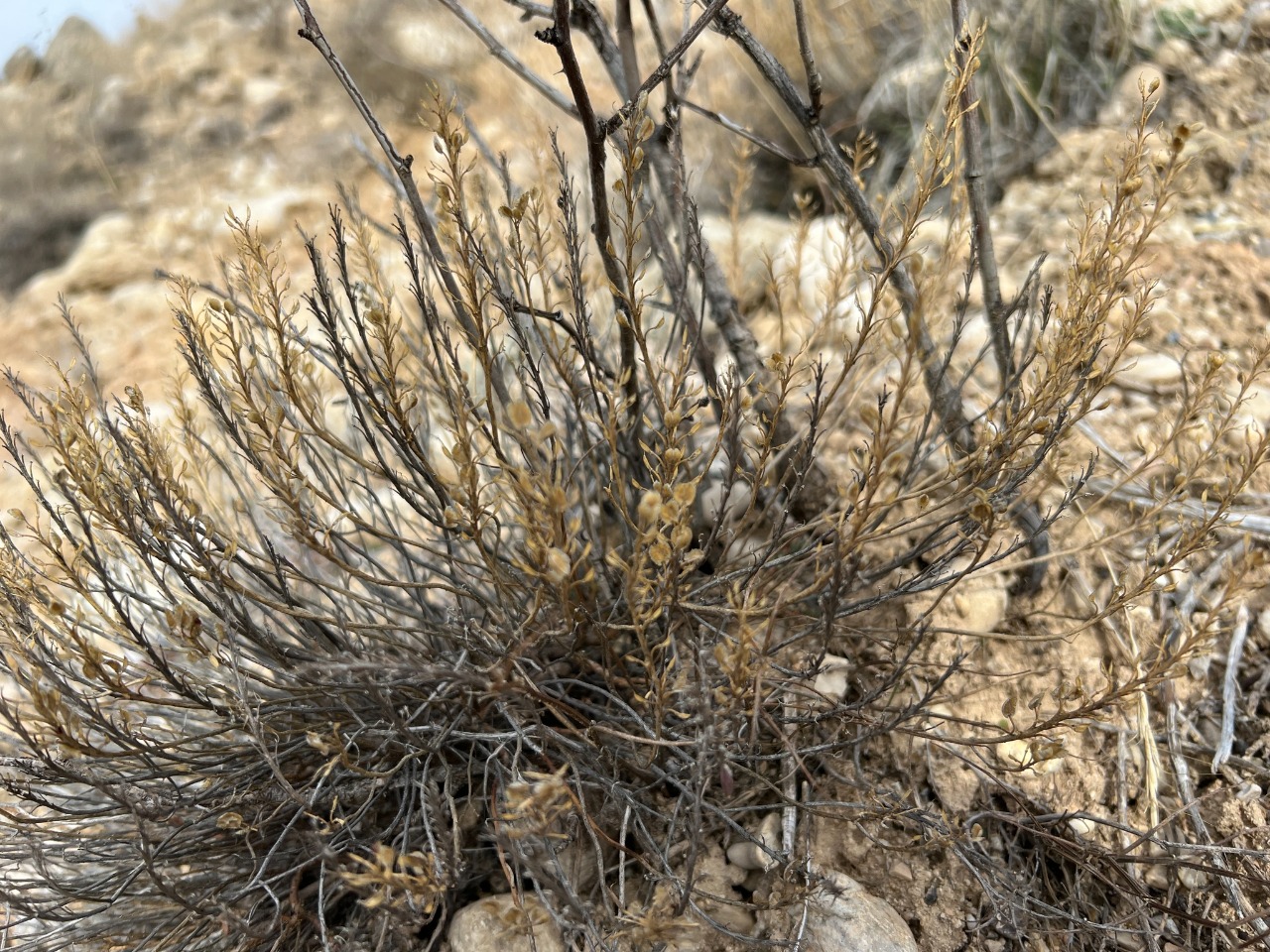 Aethionema grandiflorum