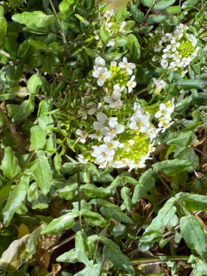 Nasturtium officinale