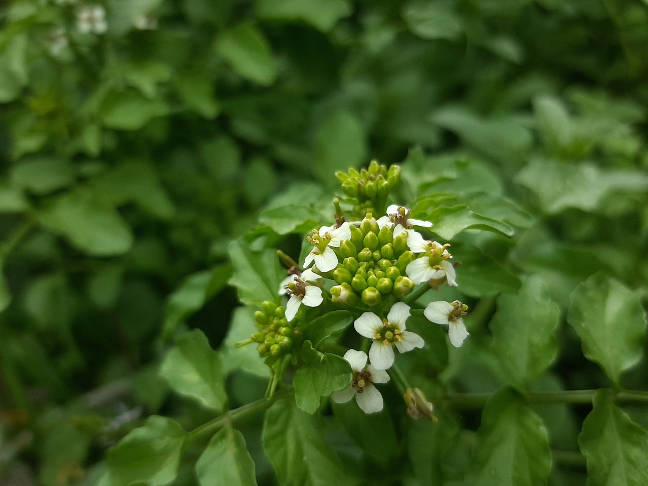 Nasturtium officinale