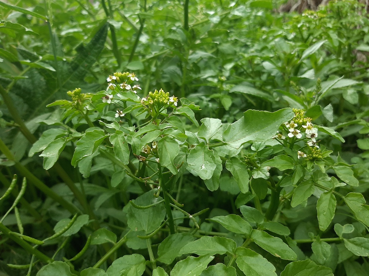 Nasturtium officinale