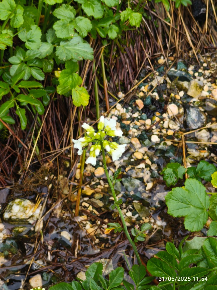Nasturtium officinale