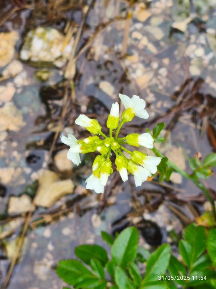 Nasturtium officinale