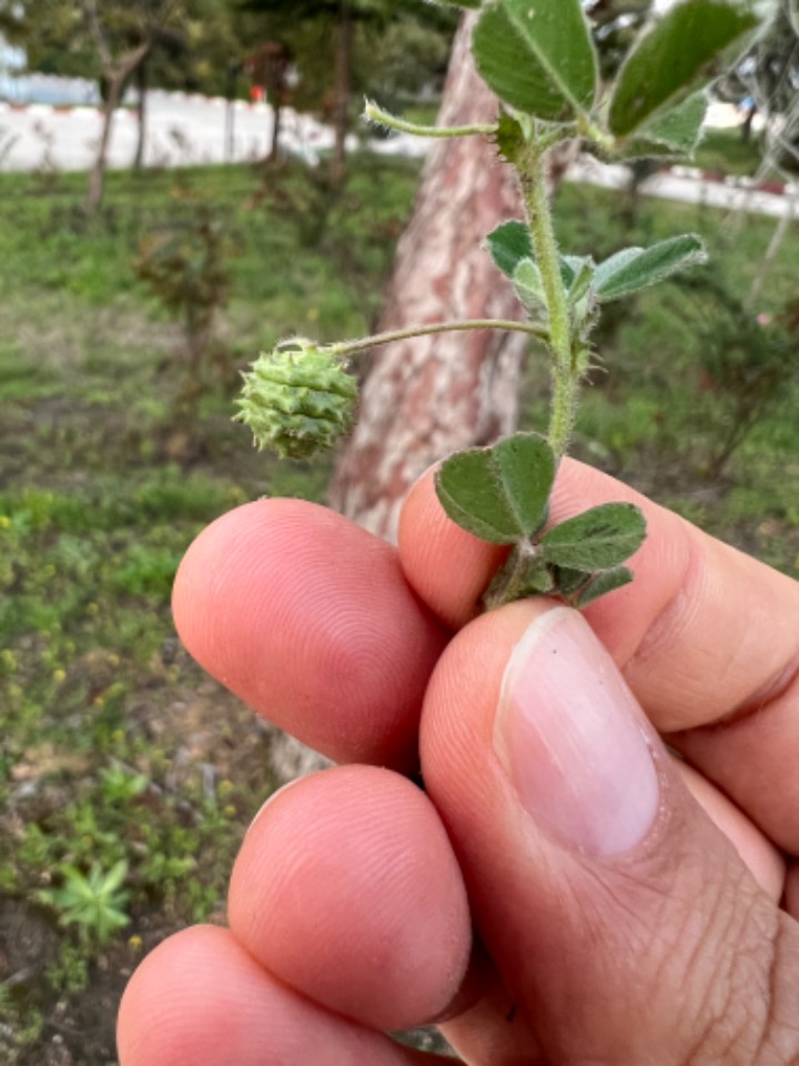 Medicago turbinata