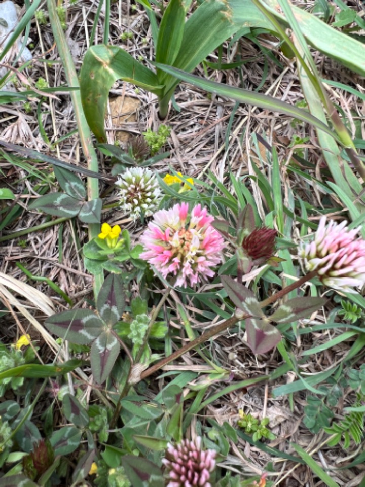 Trifolium physodes