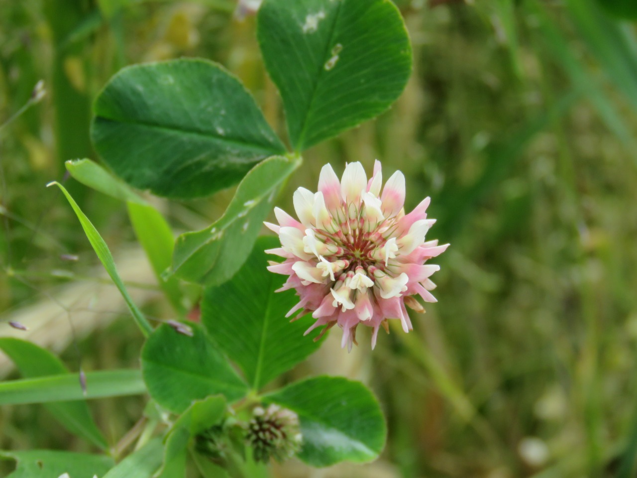 Trifolium physodes