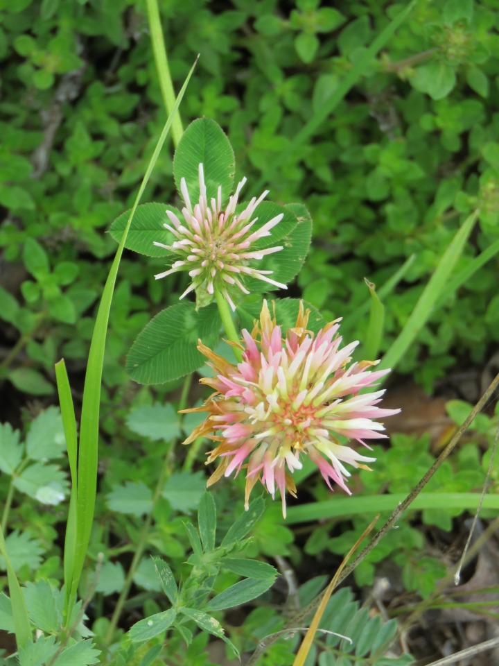 Trifolium physodes