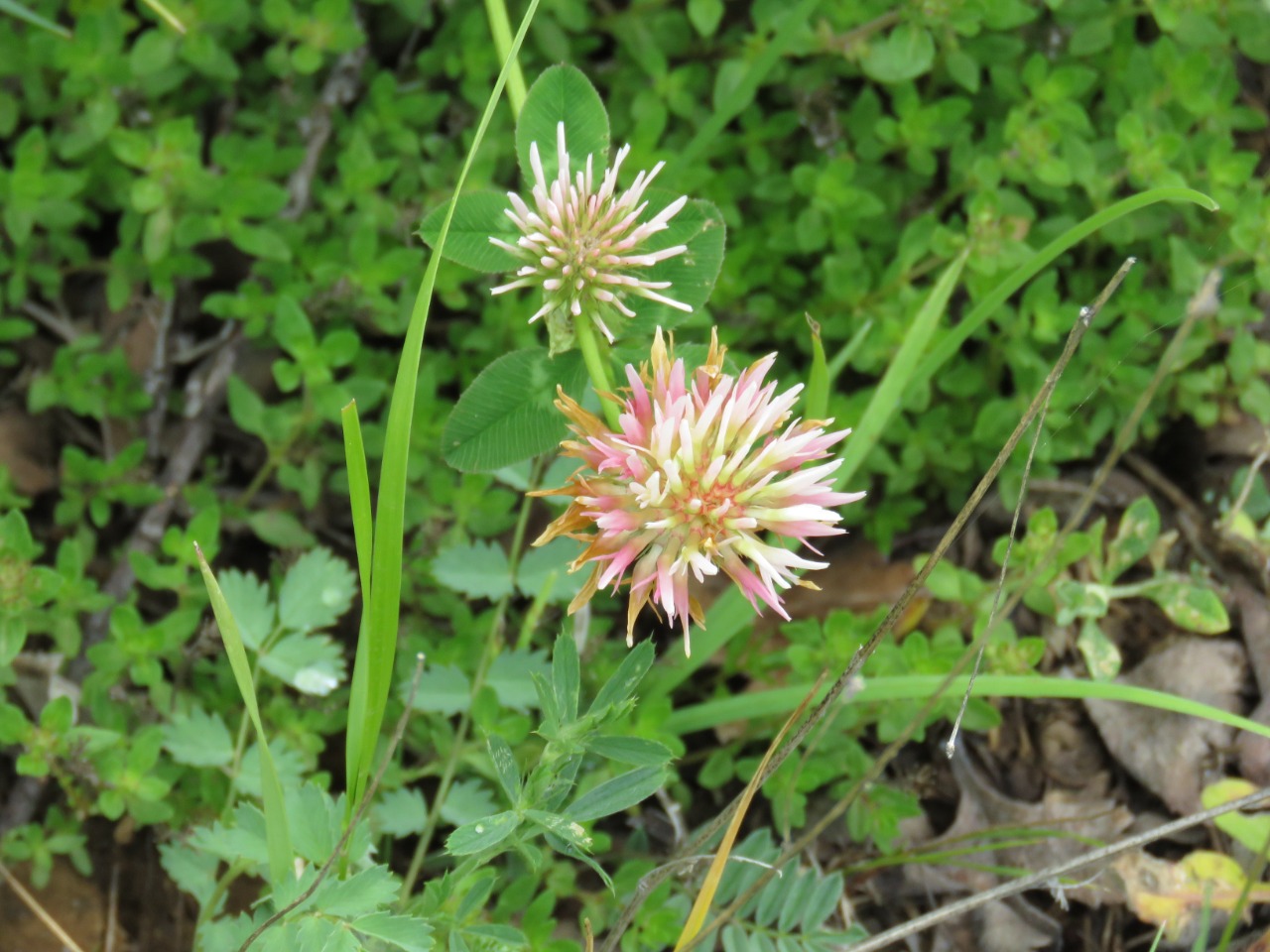 Trifolium physodes