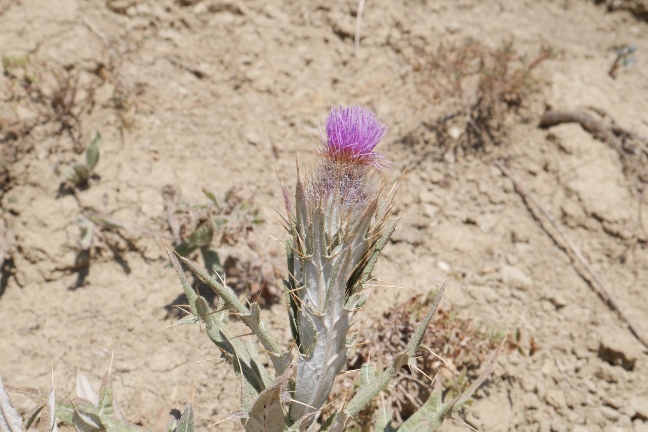 Carduus lanuginosus