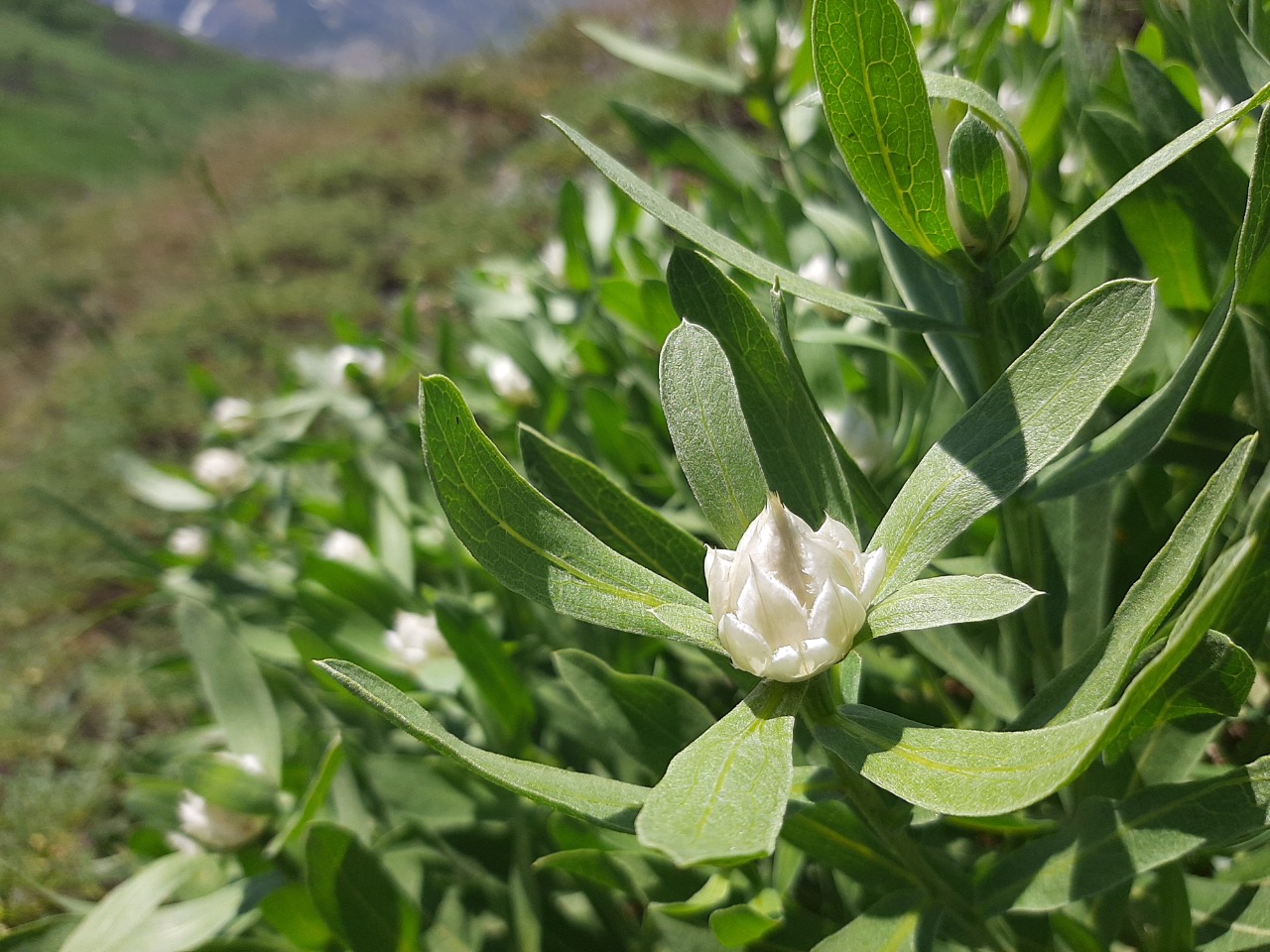 Centaurea saligna