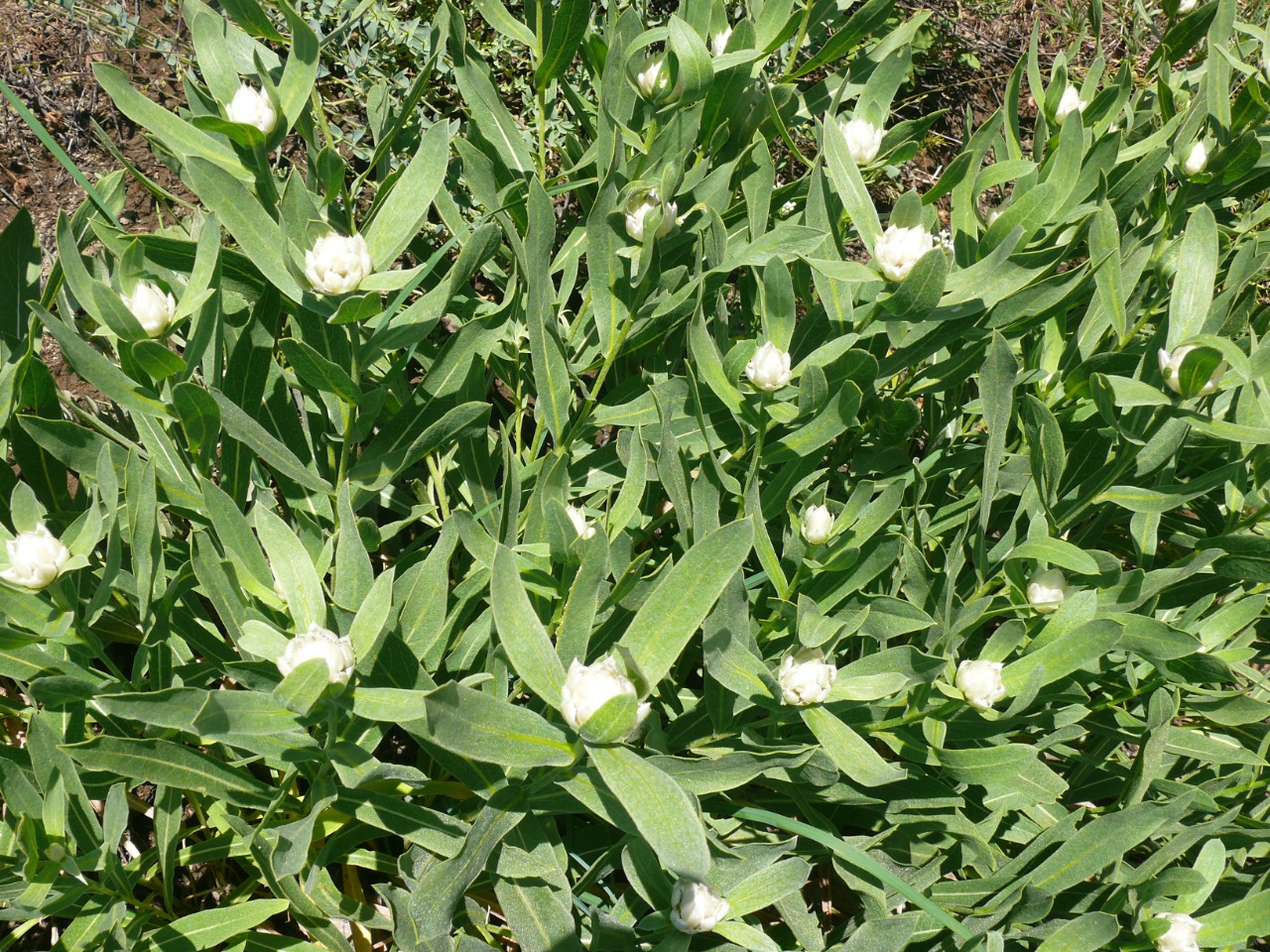 Centaurea saligna