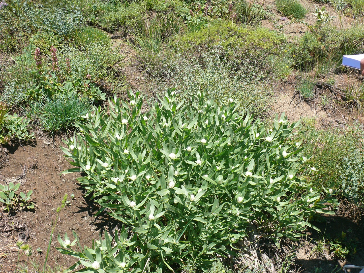 Centaurea saligna