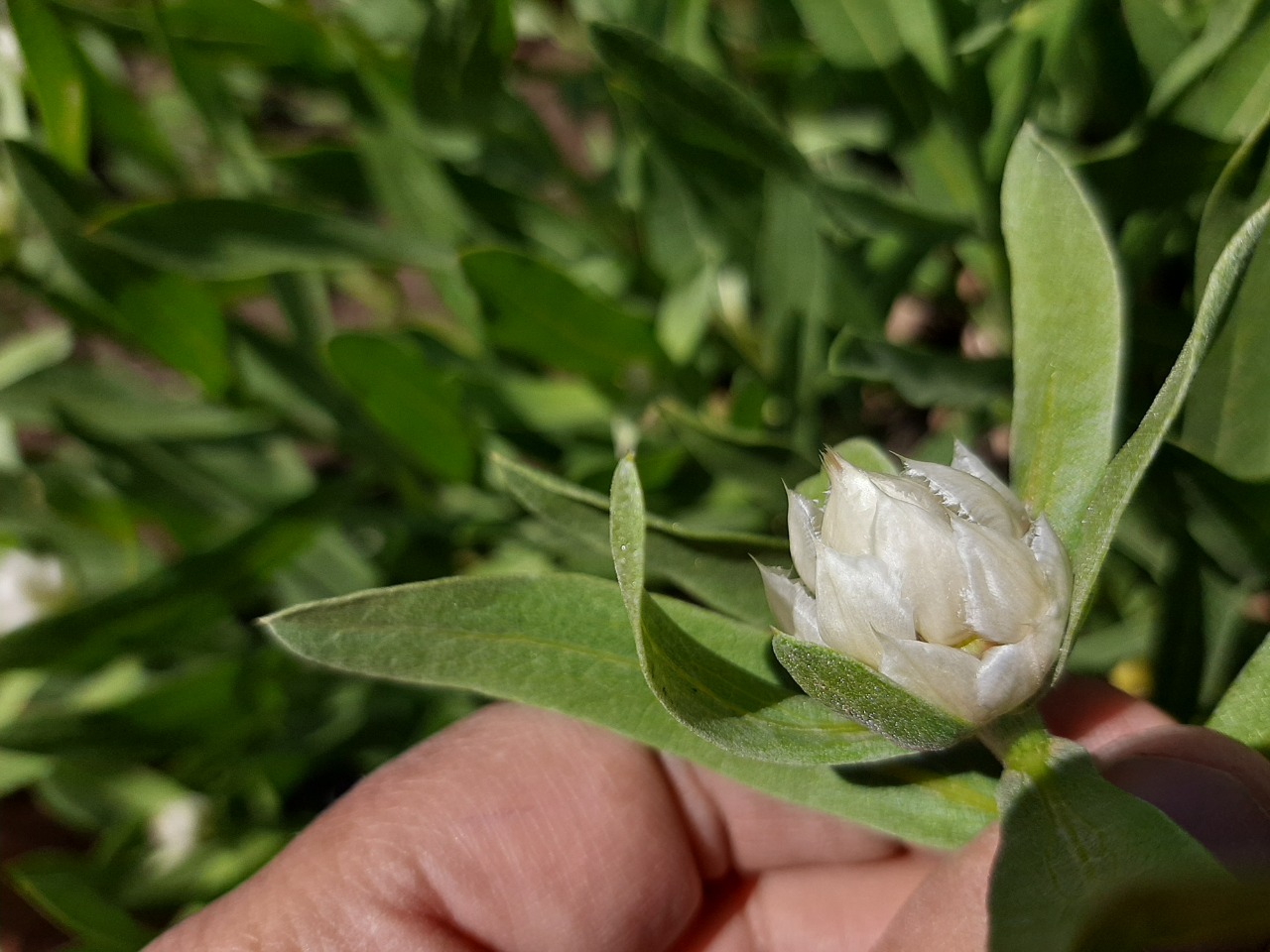 Centaurea saligna