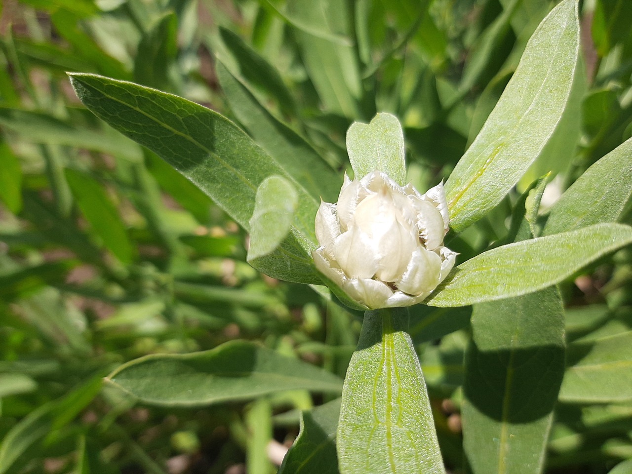 Centaurea saligna