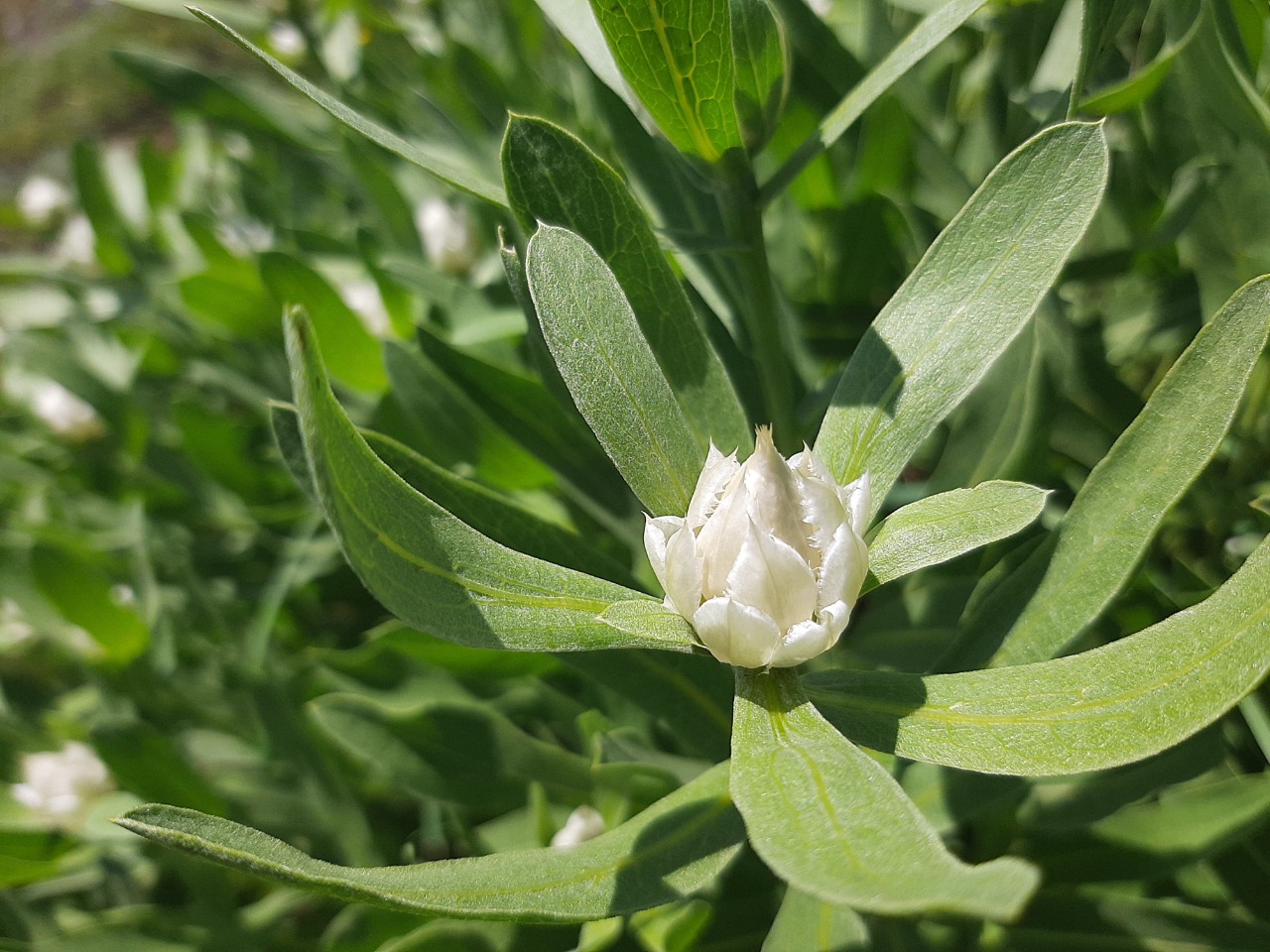 Centaurea saligna