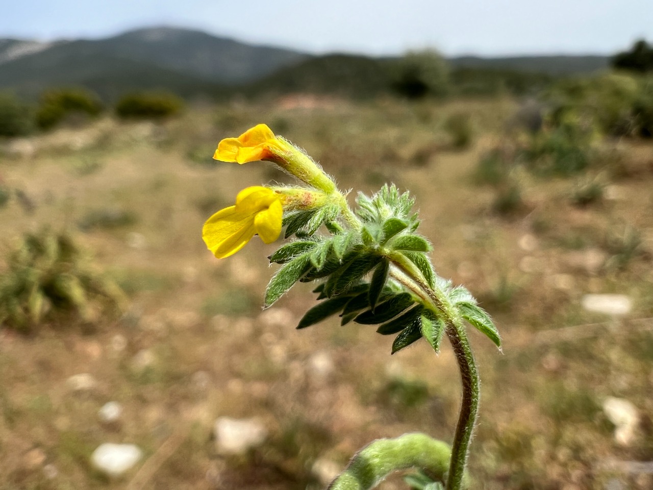 Ornithopus compressus