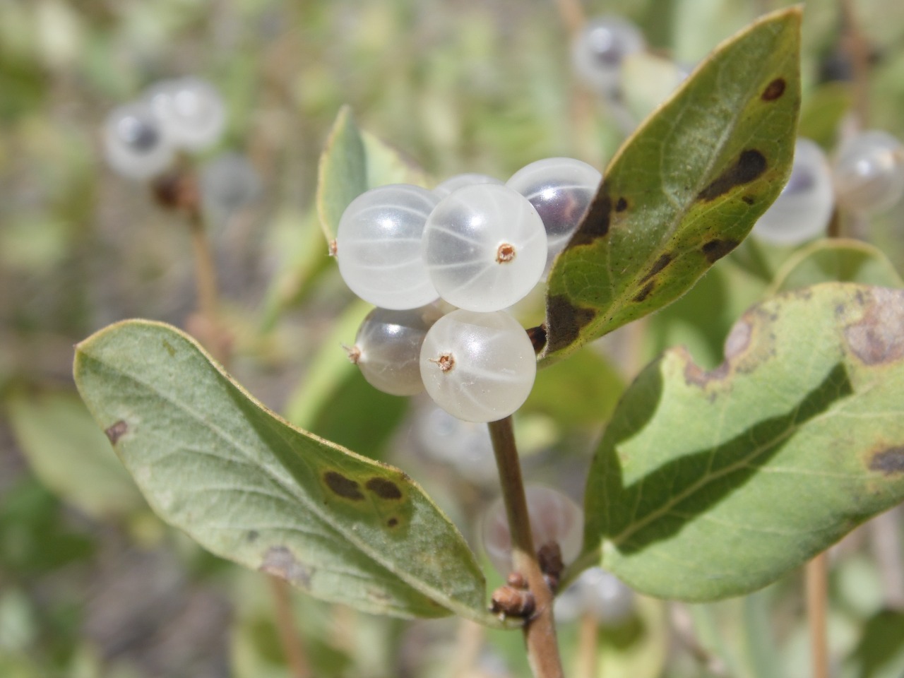 Lonicera nummulariifolia