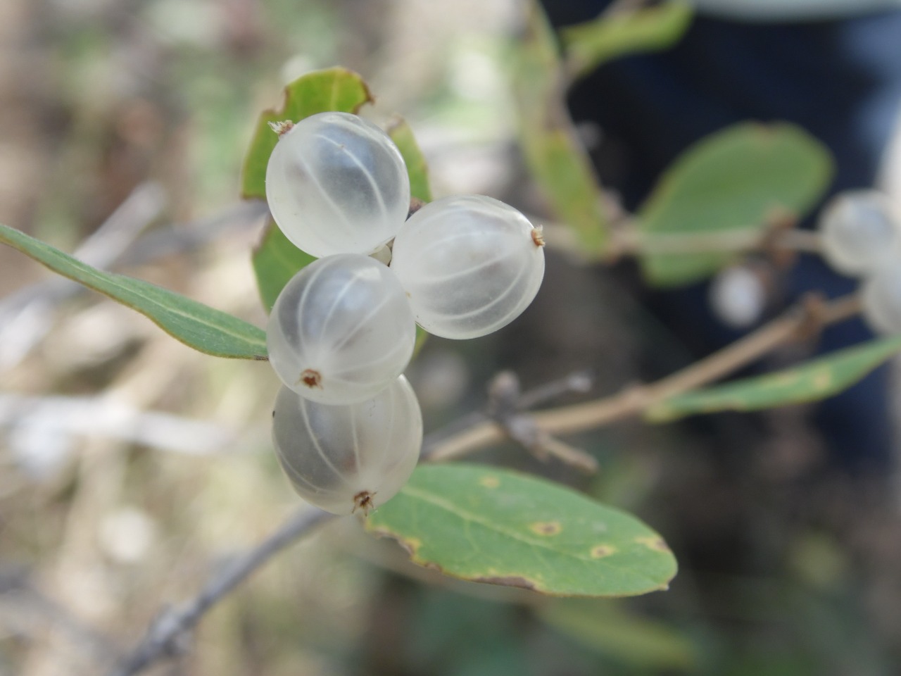 Lonicera nummulariifolia