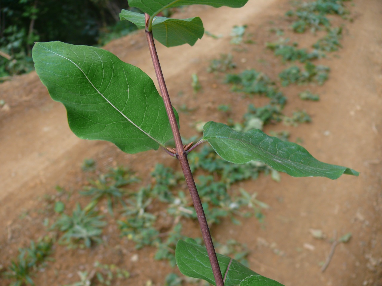 Lonicera nummulariifolia