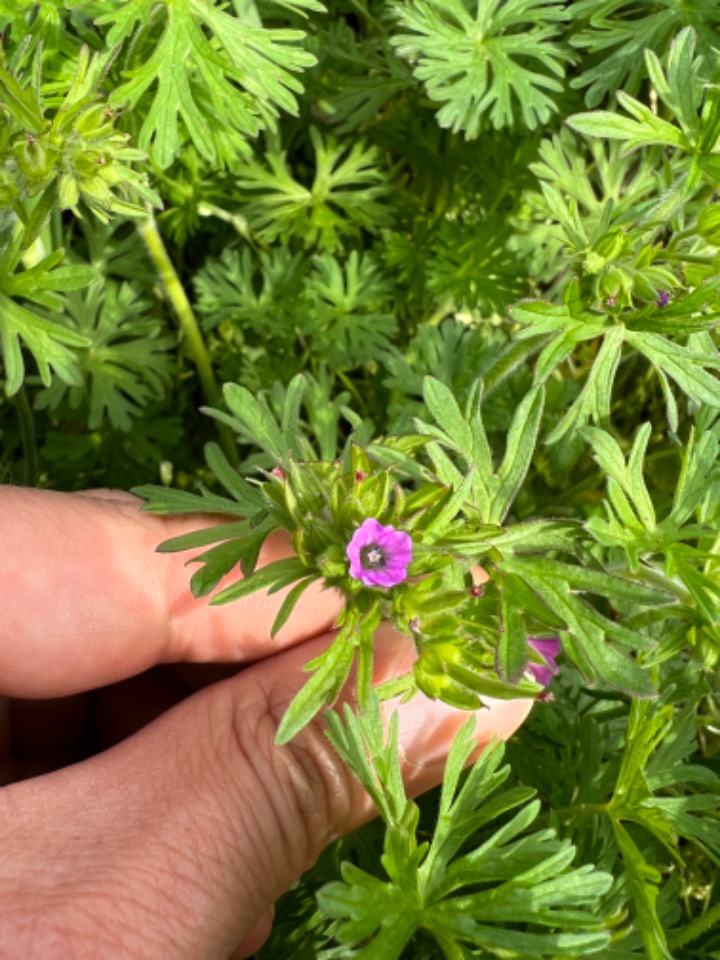 Geranium dissectum