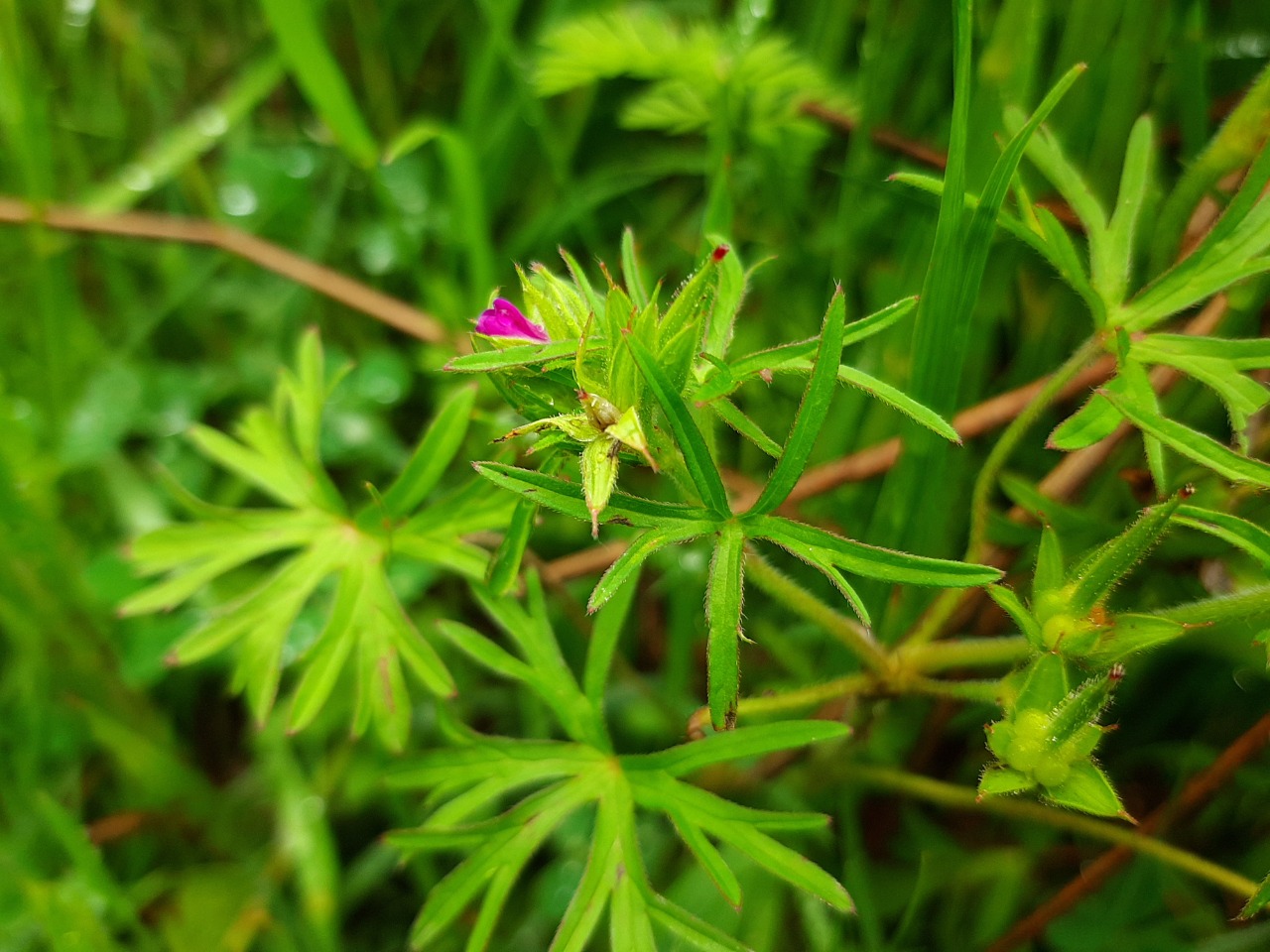 Geranium dissectum