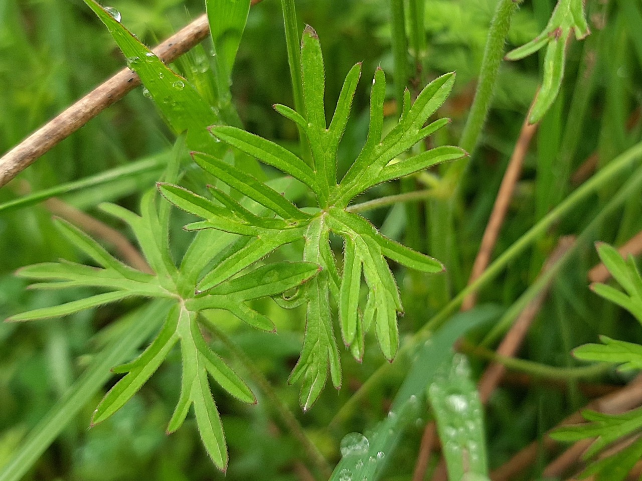 Geranium dissectum