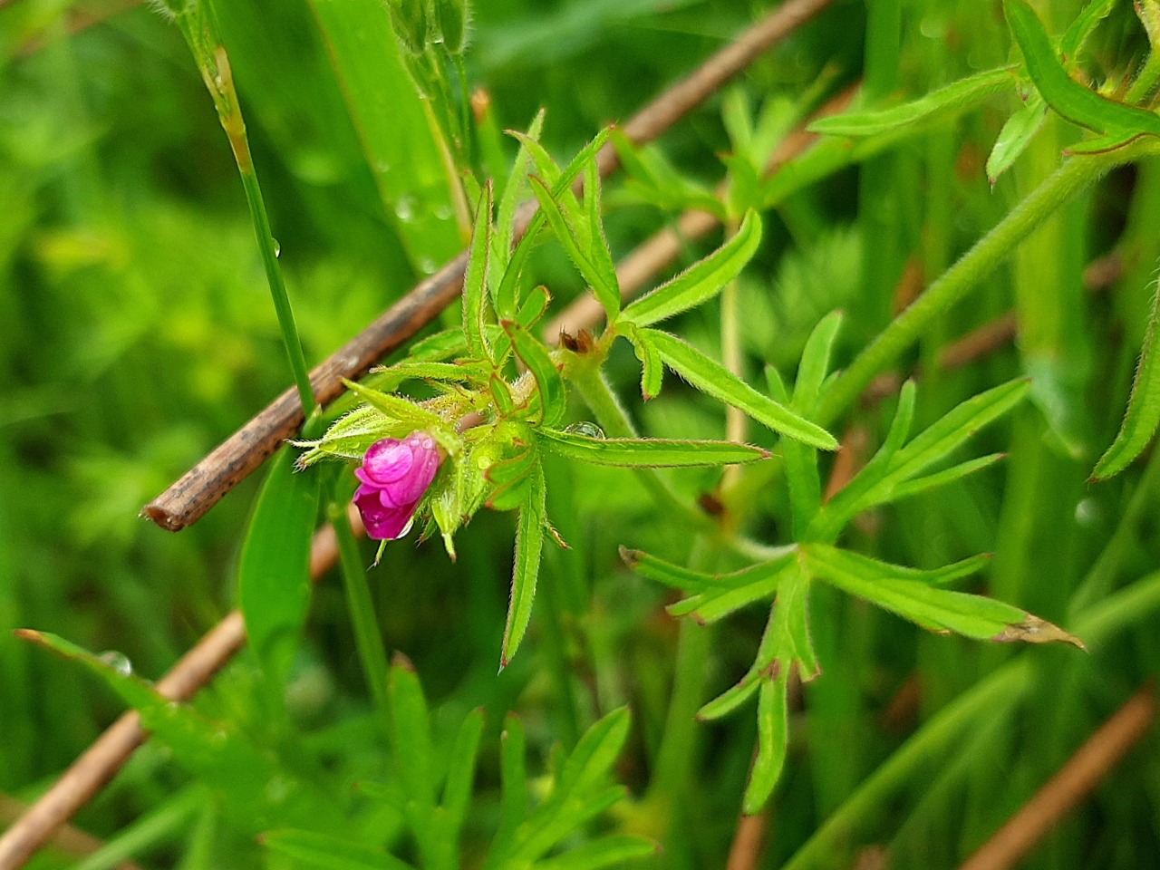 Geranium dissectum